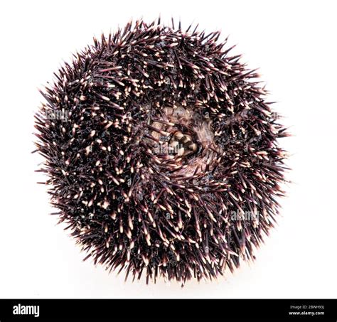 Isolated sea urchin with visible teeth, close up Stock Photo - Alamy