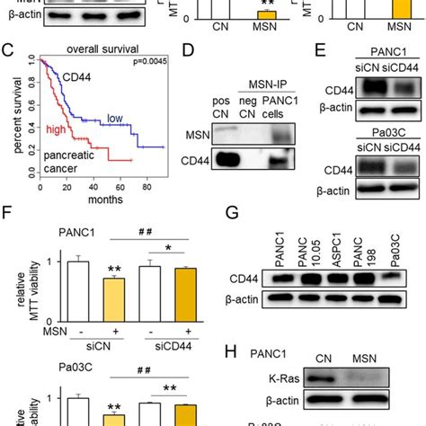 Role Of The Moesin Msn Cd44 Regulatory Axis The Single And Double