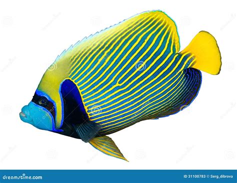 Emperor Angelfish Stock Photography 9606980