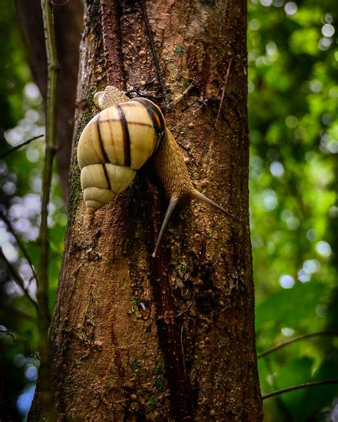 Everglades Tree Snail Orthalicus Floridensis I Took This Flickr