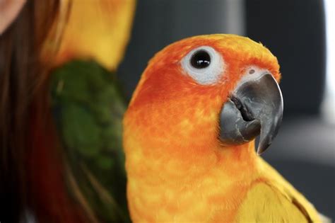 Birds Flying Sun Conure Eye