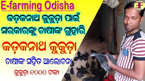 Kadaknath Chicken Farming In Odishadiscussion With A Farmer In Odisha