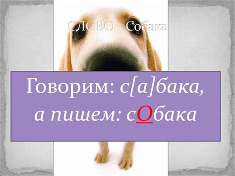 Слово "собака" - презентация онлайн