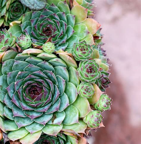 Common Houseleek Sempervivum Stock Image Image Of Cactus Outdoors