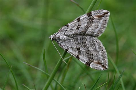 Triple Raie Aplocera Plagiata Observationsbe