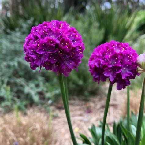 Armeria Pseudarmeria Dreameria® Vivid Dreams Thrift Sea Pinks