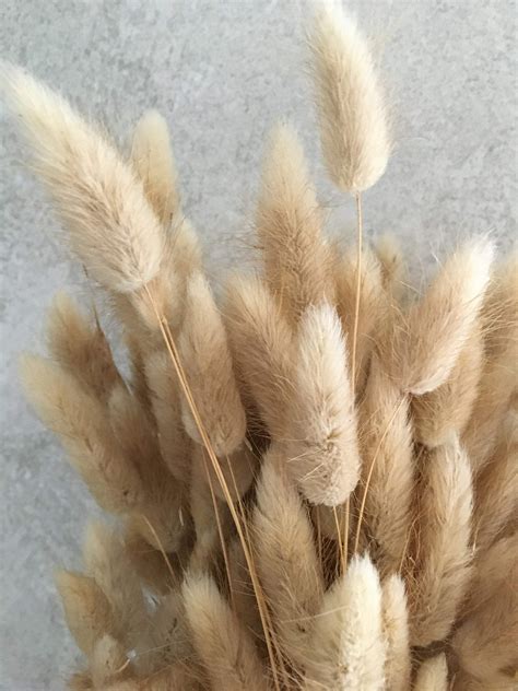 Dried Natural Bunny Tails British Grown Approx Stem Bunches