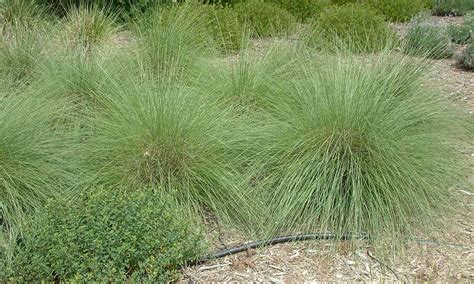 Muhlenbergia Capillaris Pink Muhly Grass Garden Plants Online