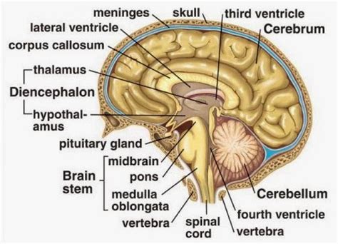 Gambar Otak Beserta Fungsinya Pulp