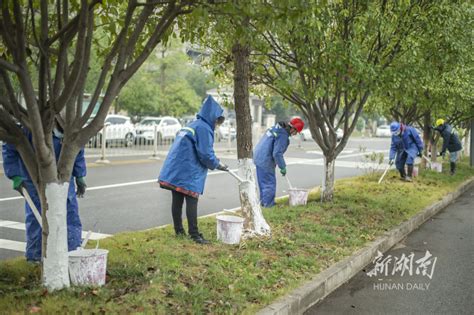 树木“刷白” 防寒越冬 资讯 新湖南