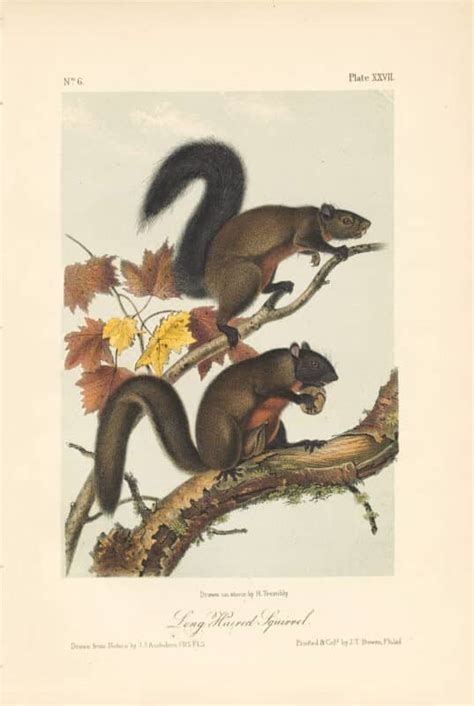 Audubon Bowen Octavo Pl 27 Long Haired Squirrel Quadruped Octavo