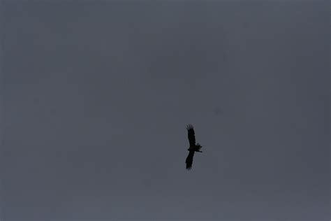 Img6768 White Tailed Sea Eagle Flying Above Loch Shiel Aiy2012