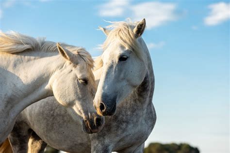 Camargue Horse Breed Profile History Characteristics And Care