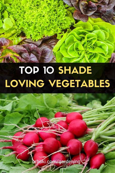 Top Shade Loving Vegetables