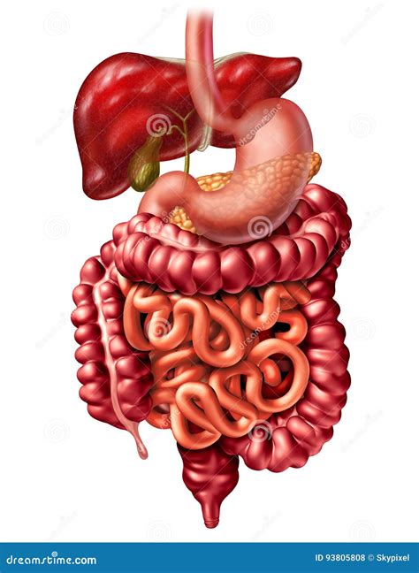 Human Digestive System Stock Illustration Illustration Of Anatomical