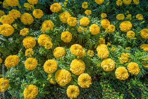 Beautiful Marigold flowers in garden Stock Photo | Adobe Stock