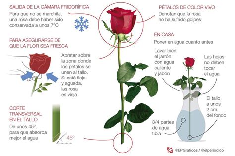 Claves Para Conservar Una Rosa Cortada Por M S Tiempo