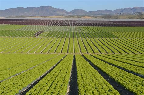 Las Cooperativas Agroalimentarias De Granada Crecieron Un En