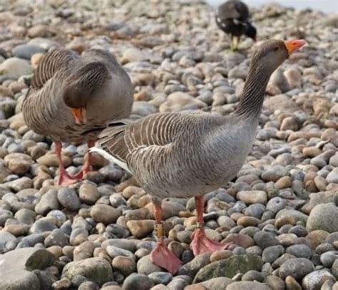 Greylag Goose - British Waterfowl Association