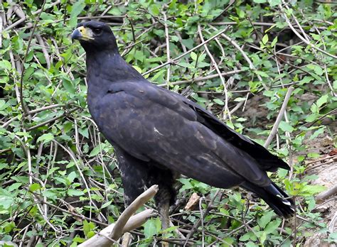 Great Black Hawk Buteogallus Urubitinga Urszula Flickr