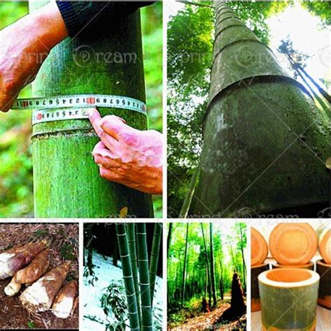 Sementes De Bambu Mosso Phyllostachys Pubescens Pre O