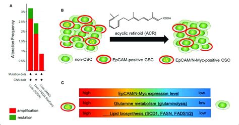 Metabolic Reprogramming In N Myc Positive Hepatic Cancer Stem Like