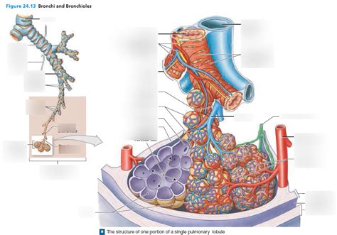 Bronchi And Bronchioles Diagram Quizlet