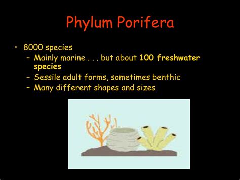 Ppt Phylum Porifera Powerpoint Presentation Free Download Id9092264