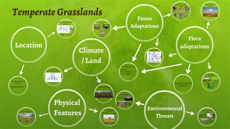 Temperate Grassland Map