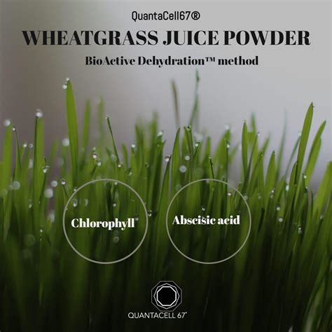 Organic Wheat Grass Juice Powder Quantacell67