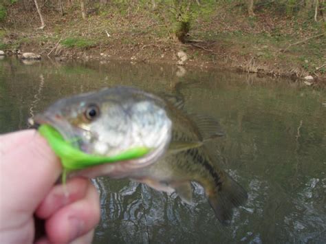 Raz Gone Fishing Chartiers Creek 413