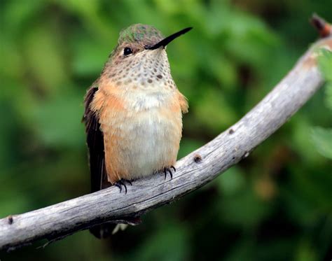 Broad Tailed Hummingbird Juvenile Selasphorous Platyce Flickr