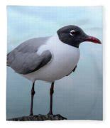 Laughing Gull - Breeding Plumage Photograph by Debra Martz - Fine Art ...