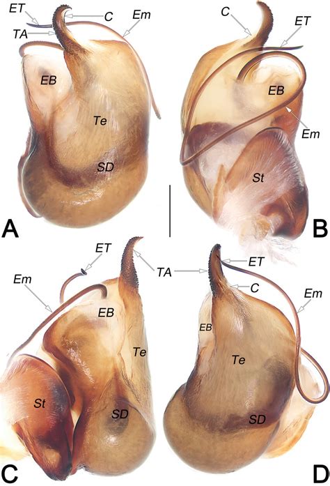 Jacaena Guiyang Sp Nov Male Holotype Left Palpal Bulb A Ventral