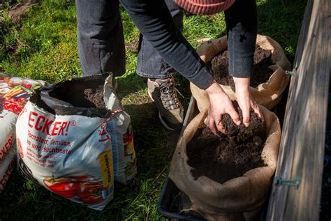 Kartoffeln im Sack anbauen Tipps plus FAQs Ein Stück Arbeit