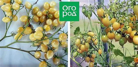 Томаты черри: лучшие сорта и гибриды для теплиц и открытого грунта