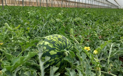 Los gastos que el agricultor realiza para cultivar sandía en