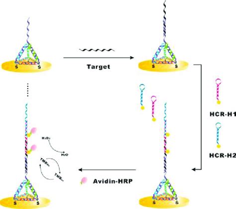 Schematic Illustration Of Electrochemical Dna Detection Probes Are Download Scientific Diagram