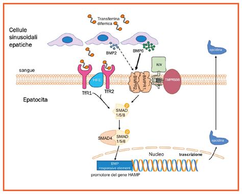 Anemia Congenita Da Disturbi Del Metabolismo Del Ferro