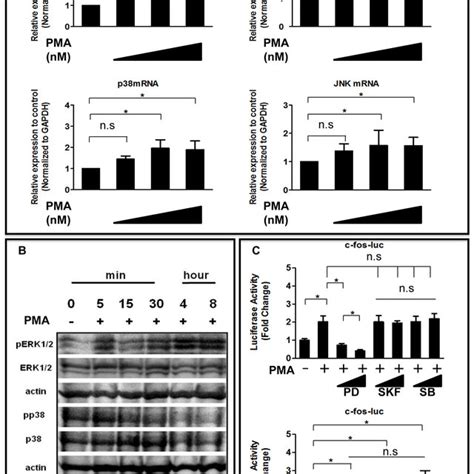 Effect Of The Pkc Activator Pma On Ap C Fos Or C Jun Transcription