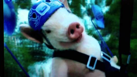 Funny Piggy Geico Commercial - YouTube