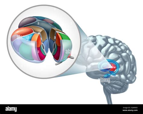 Thalamus Brain Anatomy Concept As Part Of The Diencephalon Related To