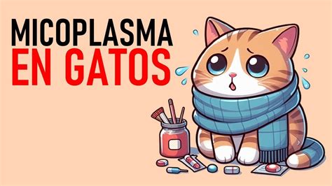 Micoplasma En Gatos La Vida Con Gatos Lavidacongatos Youtube