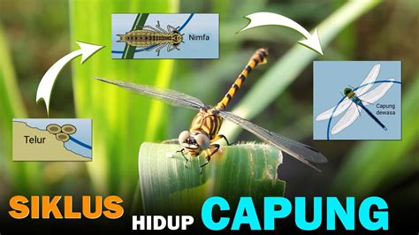 Mengenal Habitat Spesies Dan Siklus Hidup Capung Ordo Odonata Youtube