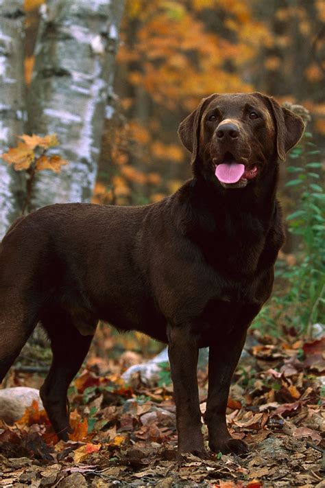 Labrador Chocolate Colour Atelier Yuwaciaojp