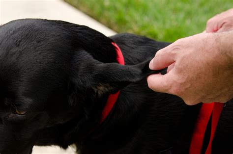 Ear Hematoma In Dogs