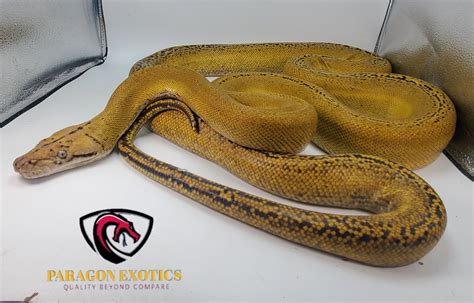 Platinum Goldenchild Reticulated Python By Paragon Exotics Morphmarket