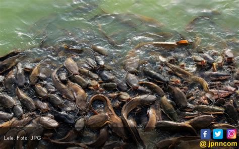 Ikan Lele Di Sini Dianggap Keramat Tak Boleh Dimakan