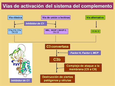 Sistema De Complemento Coggle Diagram