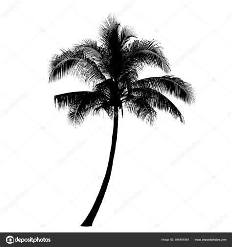 Coconut Palm Tree Silhouette Vector Stock Vector Image By Crprin